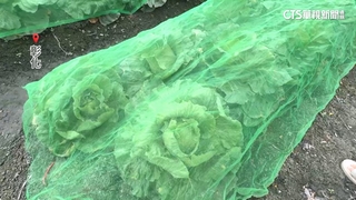 颱風來襲！　憂高麗菜因風雨受損　菜農搶買防護網