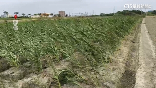 彰化沒明顯雨勢芝麻仍倒一片　原來吹「鹽風」