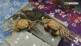 苗栗大閘蟹產季到　蟹農引進「白玉」品種試養