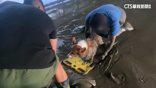 颱風後多處泥濘　飼主遛狗陷泥沼　警消急救援
