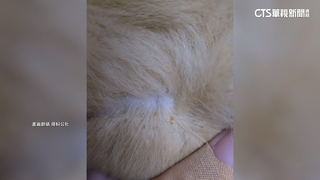 羊駝原生毛手工娃娃　竟暗藏「上千黃顆粒」嚇壞客