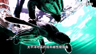 全球第5國！　泰國成功復育「棱皮龜」振奮人心
