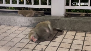 颱風過境樹倒一片！見猴睡路邊　民眾：樹倒沒地方睡？