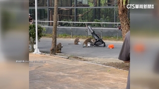 民眾遊壽山動物園　遭猴軍霸占嬰兒車打劫