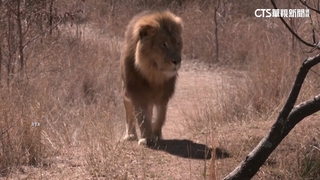 紀錄片揭血獅悲歌　南非為擺脫臭名終結養獅產業鏈