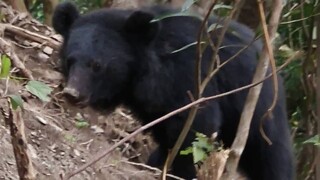 高屏首通報！台灣黑熊受困套索　右前掌股斷裂