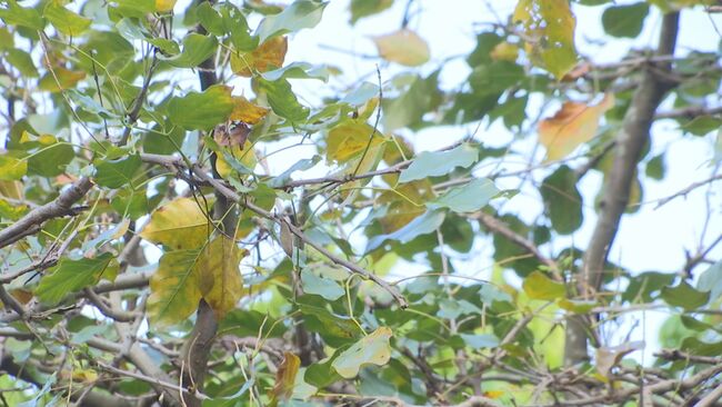 今晚變天「東北風增強」！ 週六北台稍轉涼 | 華視新聞