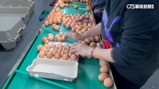 蛋價崩盤下探1斤25元　產銷報告曝嚴重過剩