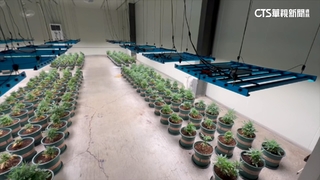史上最大大麻案！　千坪「無塵室」種植場如科技廠房