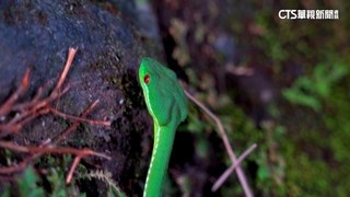 高雄國小童倒垃圾腳突劇痛　遭青竹絲「蛇吻」送醫