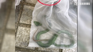 10歲男童疑遭蛇咬　事發後距300公尺處捕獲青竹絲