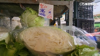 颱風後高麗菜單顆破百　吸引栽種.量增首觸紅燈警戒