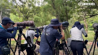 首見棕腹啄木鳥現澎湖！賞鳥潮引亂象　官方設封鎖線