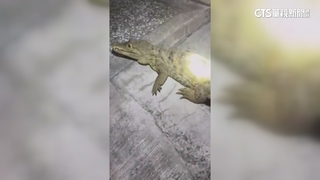 鱷魚趴騎樓納涼！　民眾嚇壞報警　飼主挨罰3千
