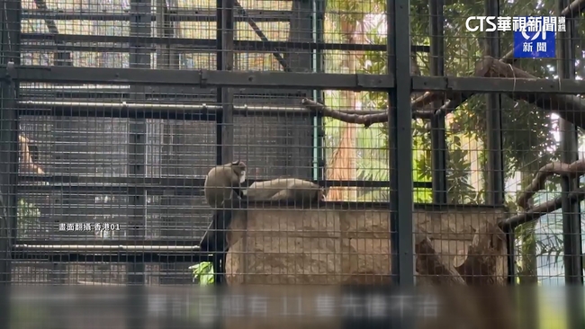 香港動植物公園傳疫情　11猴染類鼻疽引敗血症亡 | 華視新聞