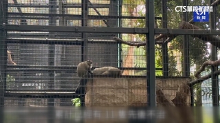 香港動植物公園傳疫情　11猴染類鼻疽引敗血症亡