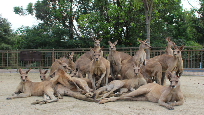 日動物園袋鼠成為偶像出道？　氣場超強「團體照」讓網笑：KGL48 | 華視新聞