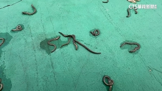 蚯蚓大軍竄出！屏東居民憂地震前兆？　專家：濕度相關