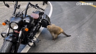 中橫公路停車場遇獼猴群「搶食」　騎士驚：兇悍不好趕