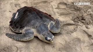 澎農漁局野放4海龜　1欖蠵龜因無法下潛再次收容