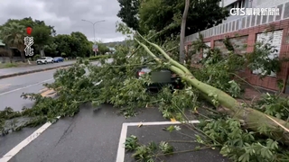 雲林沿海吹12級強風！　反光鏡被吹斷　路樹連根拔起