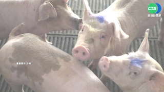 台灣獲國際認可 被列為非洲豬瘟非疫國 與日本是東亞唯二