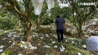 康芮重創農產　台東池上水稻嚴重倒伏　損失約5成