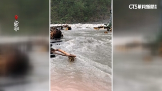 大甲溪暴漲　台中谷關中橫便道路基沖毀怪手險沖走