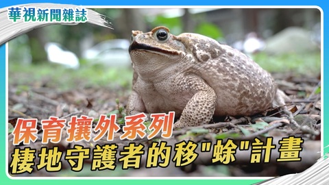 保育攘外守棲地 移「蜍」計畫｜華視新聞雜誌