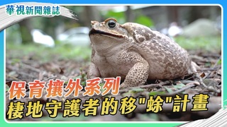 保育攘外守棲地 移「蜍」計畫｜華視新聞雜誌