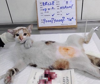 新北市犬貓絕育補助將於11月底截止　最高可補助2千元