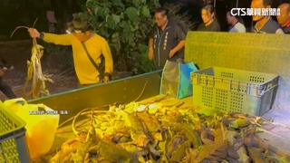 獵龍高手出動！　屏東綠鬣蜥宛如「下雨」從樹上掉落