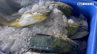 暴增1.7倍！台東新港鬼頭刀大豐收　漁獲破120萬公斤