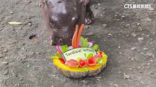 川普.賀錦麗誰獲勝？　泰超人氣「彈跳豬」也來預測