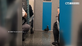 高鐵車廂內鴿子大巡場！　乘客險遭撞急低頭閃