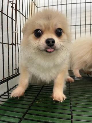 超可愛！台南動保處沒入17隻小型品種犬　將抽籤認養　