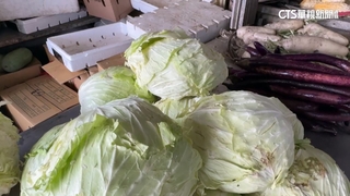 高麗菜1顆200較產地貴10倍　包子店嘆：幾乎沒賺