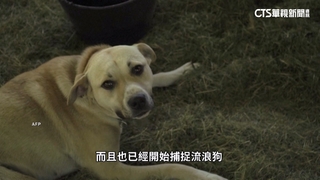 科索沃補助領養浪浪　動保團體批治標不治本