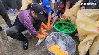 伸港首批5千尾養殖烏魚上岸　老饕備麻布袋搶「烏金」