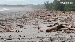 花蓮海灘滿地「漂流木」　民眾苦等公告不敢清