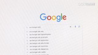 網路詐騙新手法　「養孟加拉貓」成駭客SEO投毒關鍵字