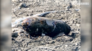 台積電楠梓廠工地挖出炸彈殘體　市府：不影響施工