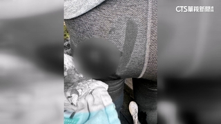 草嶺古道水牛攻擊　女子左腹.左臀遭刺傷住院7天