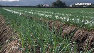 鼎泰豐也受影響！　宜蘭豪雨連連　三星蔥農無蔥可採