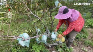 康芮剛走天兔又來　釋迦農忙搶收苦喊「不種了」