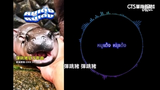 杜拜富豪也愛「彈跳豬」！　捐約NT466萬幫升級食宿