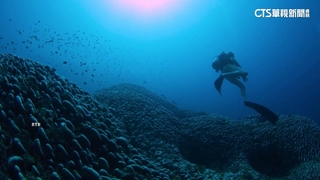 比藍鯨更巨大！　索羅門群島發現全球最大珊瑚