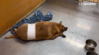 「胖大黃」躺地遭車來回輾治11天不治　駕駛送辦