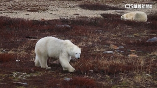 全球暖化致冰層消失　北極熊染病風險大增