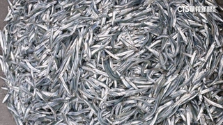 萬斤丁香魚現身澎湖石滬！　村民樂「喜獲天上禮」